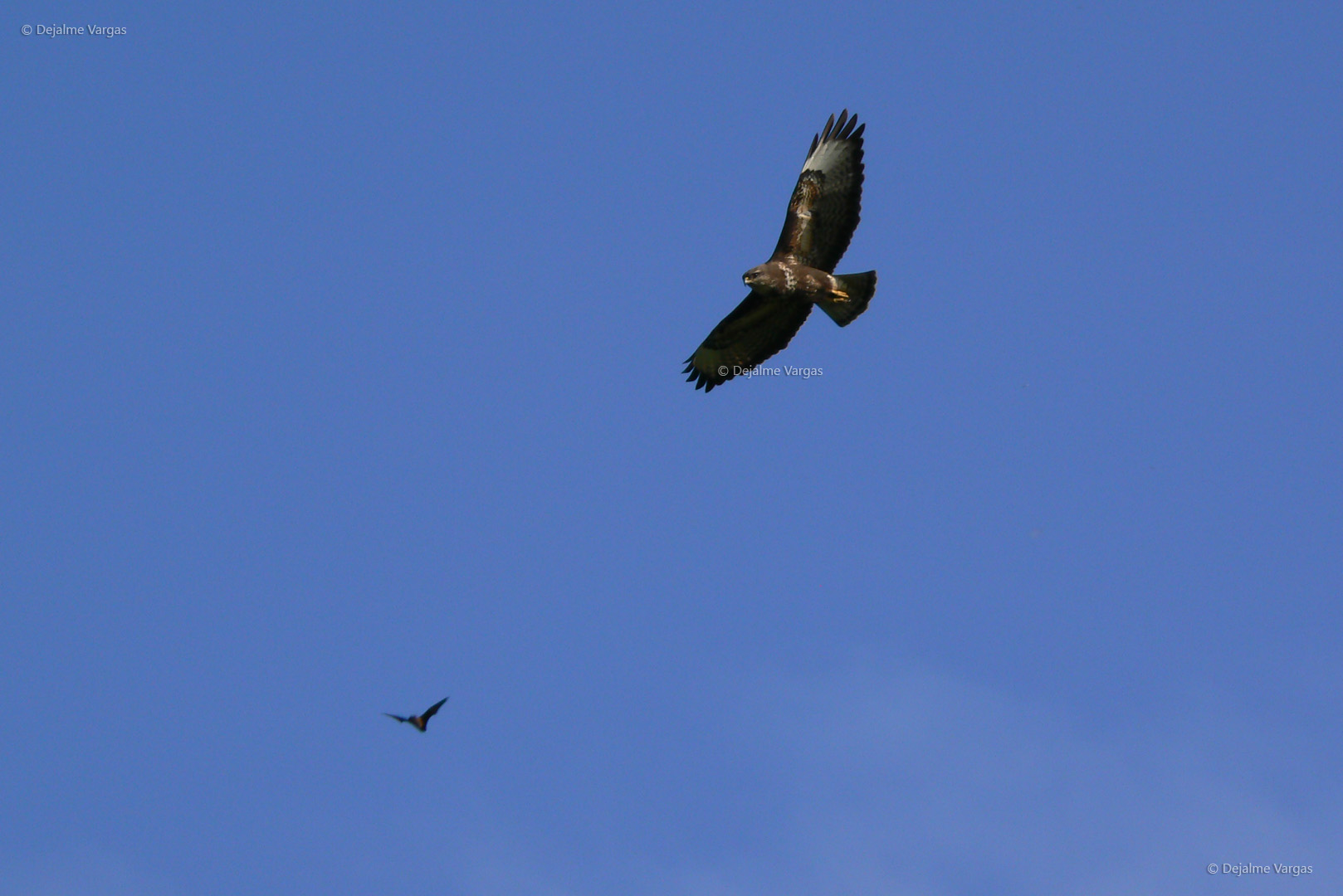 Observação de Aves 1 cmh