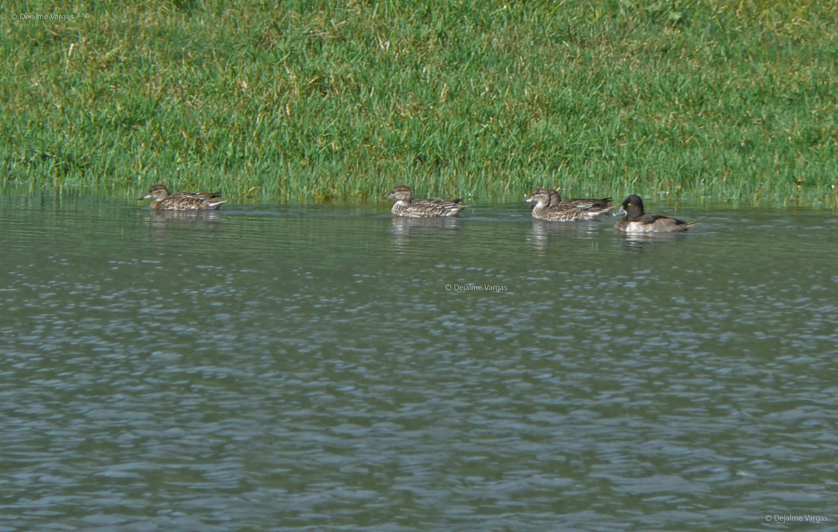 Observação de Aves 2 cmh